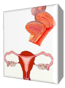 The female genitalia