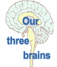 Our three brains